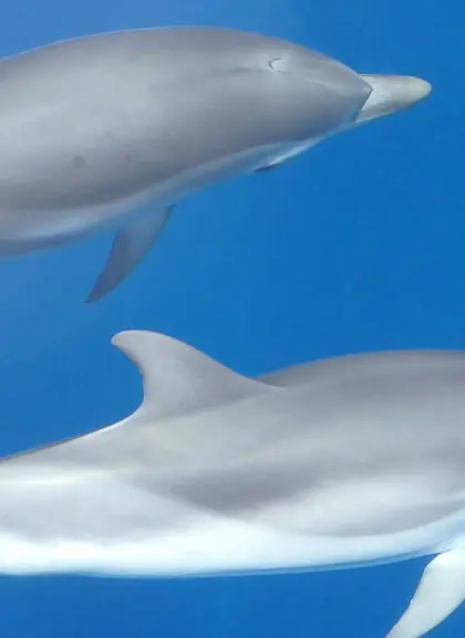Avistamiento de delfines en Mallorca