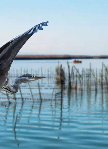 Parque Natural de la Albufera