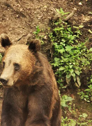 Un oso pardo observa el entorno en las montañas del Bosque de Bogății, que visitaremos en el esta actividad de avistamiento.