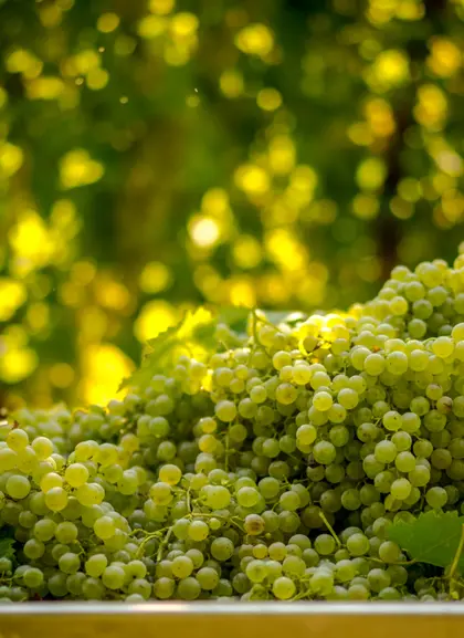 Aprenderás todos los detalles sobre el proceso de cosecha del vino Prosecco.