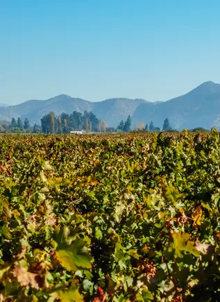 Paisajes de los exteriores de prestigiosa Viña Concha y Toro.