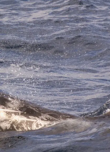 Ballena nadando en Fuerteventura, uno de los cetáceos que podrás ver en esta actividad.