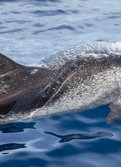 Delfín nadando en medio del mar, una de las maravillas que contemplarás en Gran Canaria. 