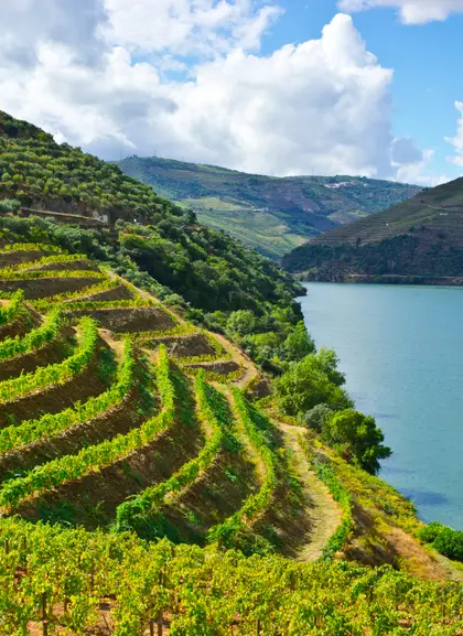 Paisajes idílicos de los viñedos en la zona del Duero.