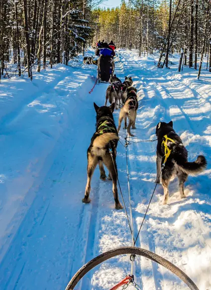 Aventuras en trineo con huskies, explorando el mágico paisaje nevado de Laponia.