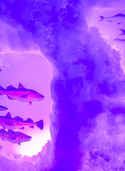 Peces congelados en las paredes del Icebar de Ámsterdam