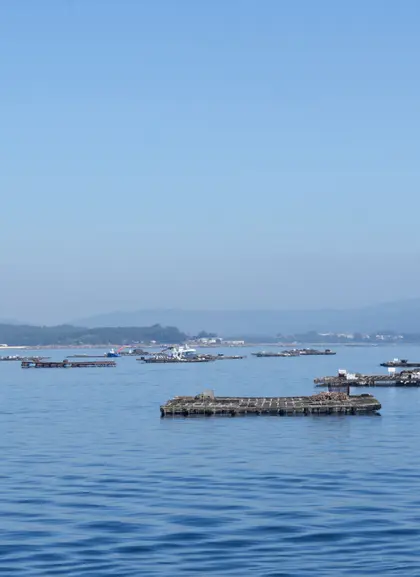 Ría de Arousa con las bateas de fondo