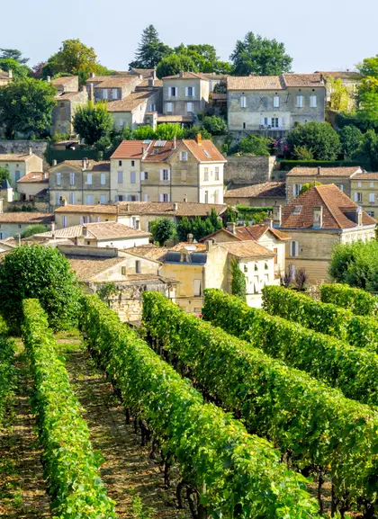 Viñedos que producen algunos de los mejores vinos del mundo.