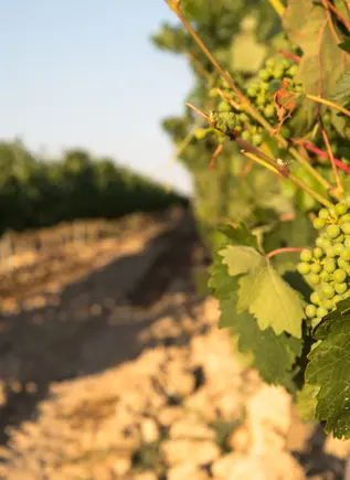 Imagen de un racimo de uvas a uno de los viñedos de la Rioja Alavesa
