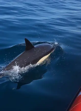 Un instante único, una mirada salvaje y más animales marinos en esta observación.