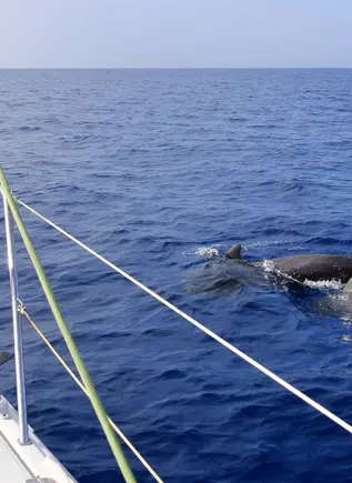 Vistas desde un velero de los delfines en su hábitat natural.