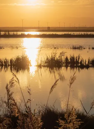 El cielo se apaga lentamente sobre La Albufera. Solo quedan los colores y el vuelo bajo de una garza solitaria.