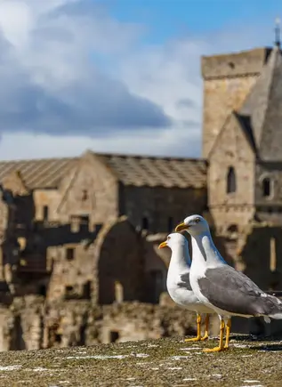 Dos palomas contempla el horizonte frente a la abadía Inchcolm, Escocia