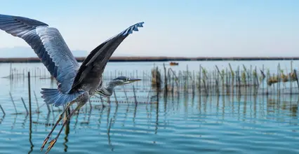 Parque natural de la Albufera
