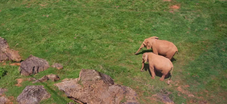 Dos elefantes caminando por una pradera verde en el Parque de la Naturaleza de Cabárceno.