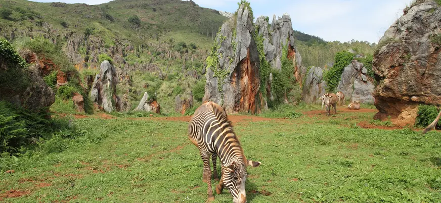 Cebra de Grevy pastando en el Parque de la Naturaleza de Cabárceno