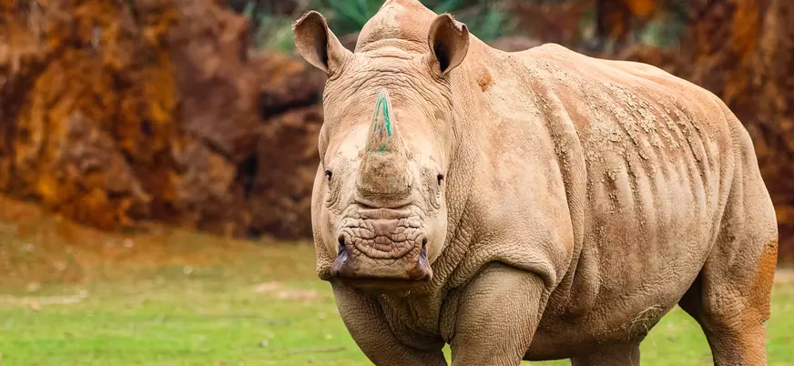 Rinoceronte blanco caminando en el Parque de la Naturaleza de Cabárceno