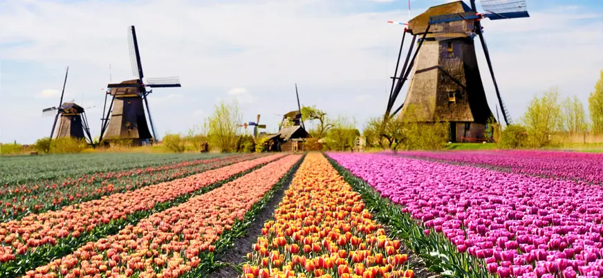 Molinos tradicionales junto a campos de tulipanes en Keukenhof, Países Bajos