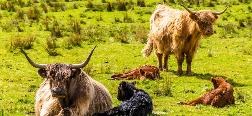 Las vacas de las Tierras Altas o Highland cattle