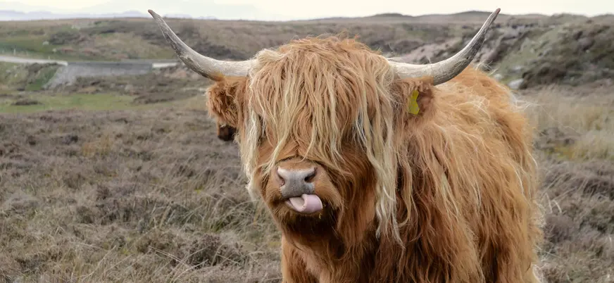 Vaca de las Highlands, también conocida como la "hairy cow".