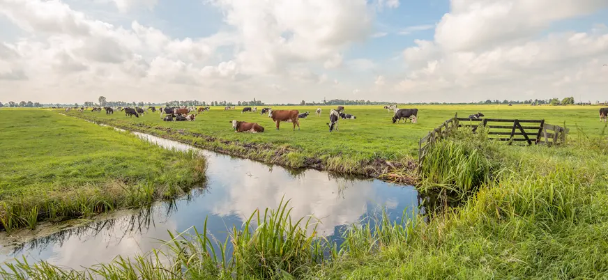 Vacas pastando en un amplio campo verde con un canal de agua en primer plano, bajo un cielo parcialmente nublado en un paisaje rural neerlandés.