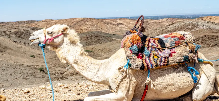 Camello descansando en el desierto de Agafay cerca de Marrakech