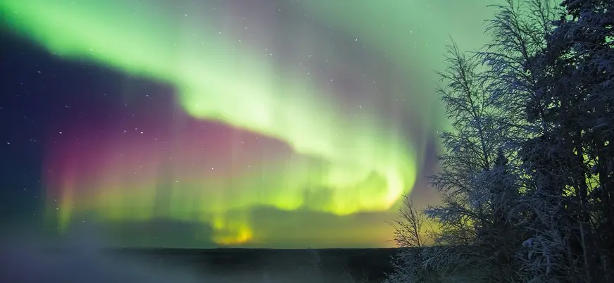 Auroras boreales verdes y púrpuras iluminando el cielo nocturno sobre un paisaje nevado con árboles oscuros en primer plano.
