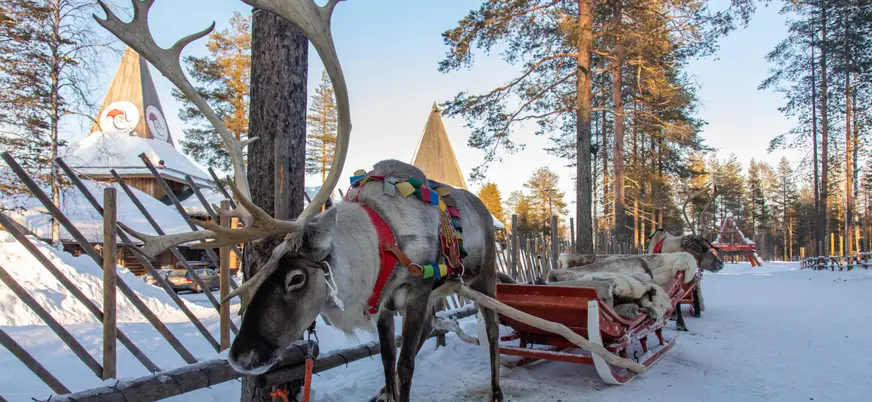 Reno con arnés colorido tirando de un trineo en un paisaje nevado, rodeado de árboles y cercas de madera en Laponia, Finlandia.