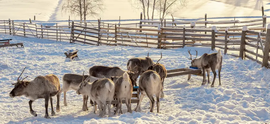 Grupo de renos en un corral nevado, rodeado por una valla de madera, con árboles dispersos y un paisaje invernal iluminado por la luz del sol en el fondo.