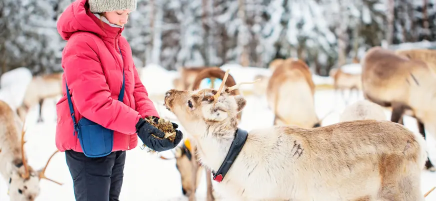 CopilotAlt text: Persona vestida con chaqueta roja y gorro de lana alimentando a un reno en un paisaje nevado, rodeado de otros renos en segundo plano y árboles cubiertos de nieve.