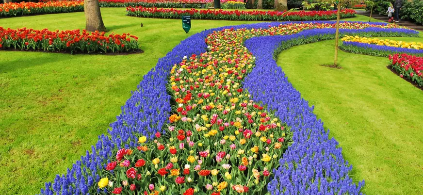 Camino sinuoso de flores coloridas, principalmente tulipanes y jacintos azules, rodeado de césped verde y árboles en un jardín exuberante. Al fondo se observan más parterres de flores de tonos rojos, naranjas y amarillos.