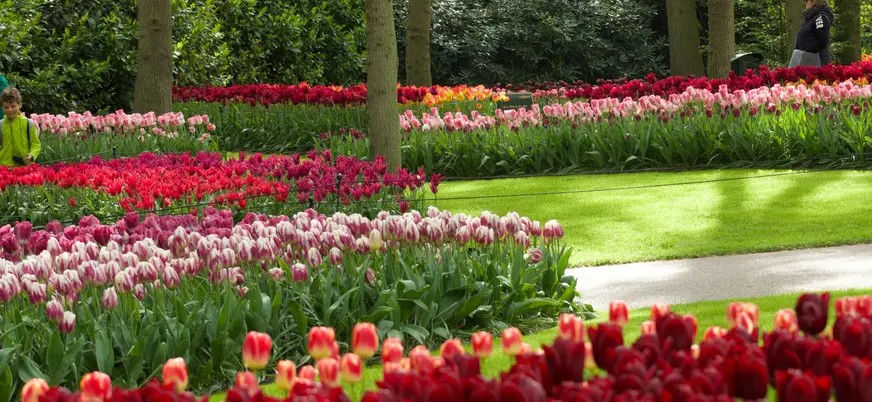 Jardín con senderos rodeados de tulipanes de diversos colores, incluyendo rojos, rosas y morados, con árboles altos y vegetación de fondo.
