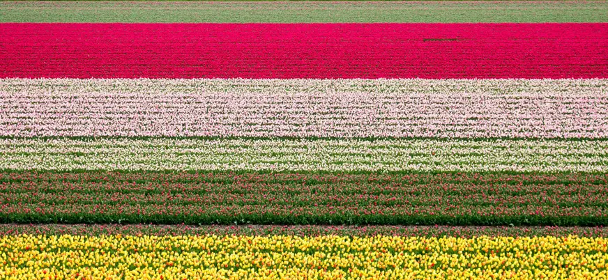 Campos de tulipanes organizados en franjas horizontales de colores vibrantes, incluyendo amarillo, blanco, rosa y rojo, que se extienden hasta el horizonte.