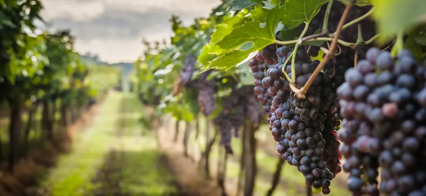 Viñedos de la región de Chianti, reconocida por su vino tinto.