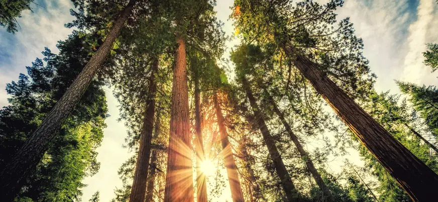 Bosque de secuoyas gigantes en Cabezón de la Sal, Cantabria.