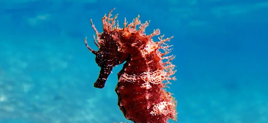 Bautismo de Buceo en Puerto del Carmen