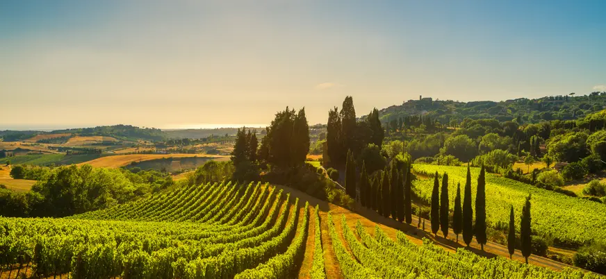 Paisaje con con hileras de viñedos y cipreses, característico de la Toscana
