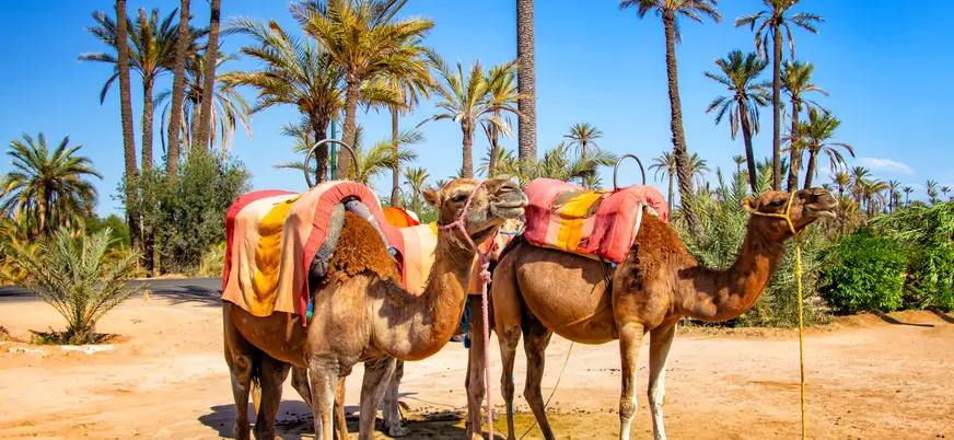 Camellos preparados para paseo en el palmeral de Marrakech, Marruecos