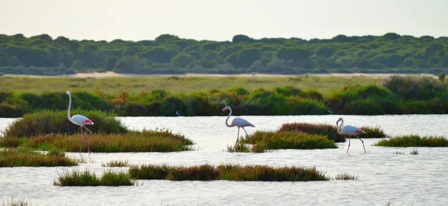 Ruta Parque Nacional Doñana Todoterreno 4x4 Cádiz Huelva Sevilla Avistamiento Pajaros