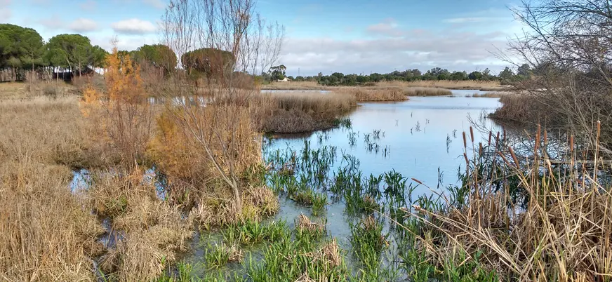 Ruta Parque Nacional Doñana Todoterreno 4x4 Cádiz Huelva Sevilla Avistamiento Pajaros