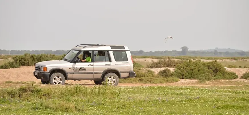Ruta Parque Nacional Doñana Todoterreno 4x4 Cádiz Huelva Sevilla Avistamiento Pajaros