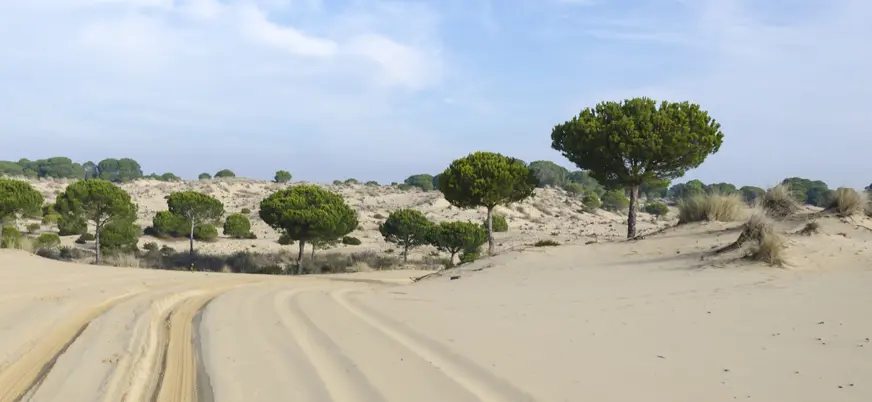Ruta Parque Nacional Doñana Todoterreno 4x4 Cádiz Huelva Sevilla Avistamiento Pajaros