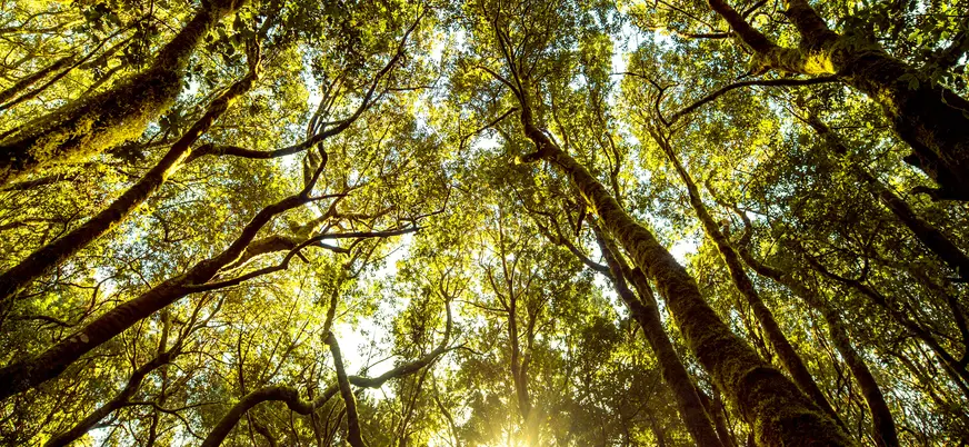Senderismo en el Bosque de la Laurisilva