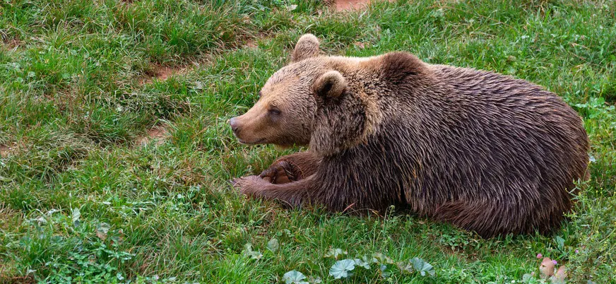 Osa pardo en la Senda del Oso, Asturias