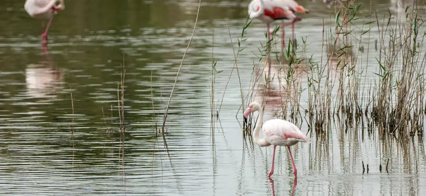Generar alts dijo:  Flamencos alimentándose en las lagunas del Parque Natural de la Albufera, Valencia