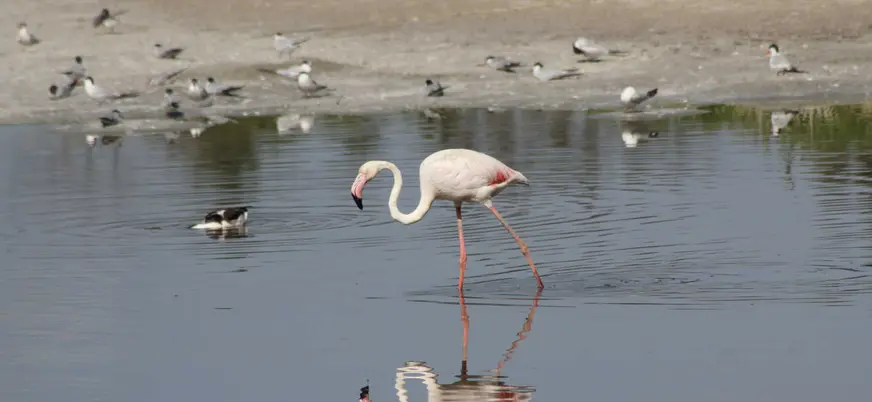 Flamenco en las lagunas de la Albufera de Valencia