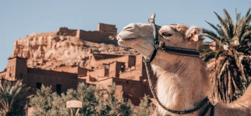 Camello frente a la kasbah de Ait Ben Haddou, cerca de Marrakech