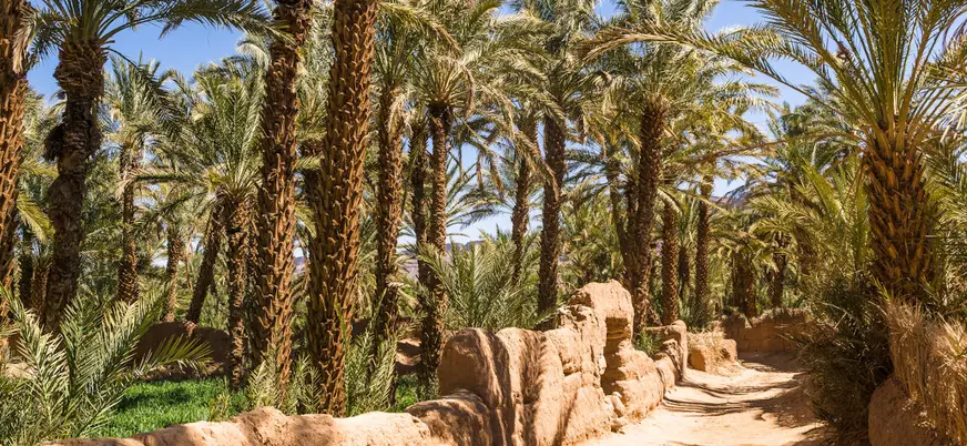 Camino entre palmeras en el ksar de Ait Ben Haddou, Marruecos