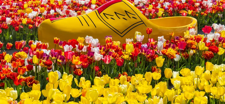 Zueco holandés gigante entre tulipanes en Keukenhof, Países Bajos