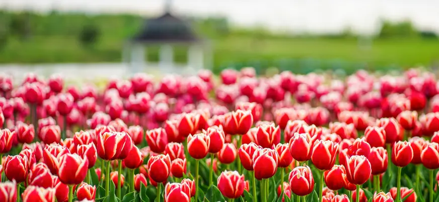 Tulipanes rojos en flor en los jardines de Keukenhof, Países Bajos